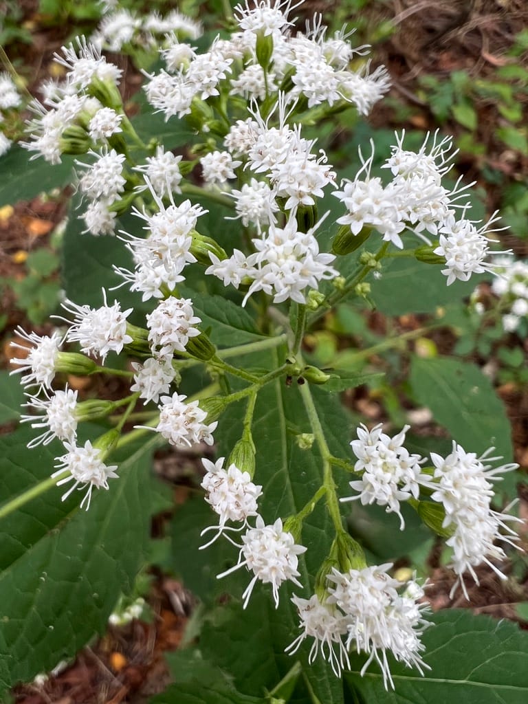 Field Notes #2: Snakeroot Blooming