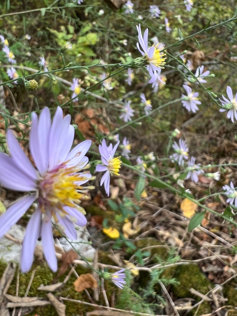 Field Notes #2: Snakeroot Blooming