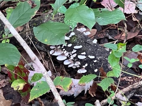 Field Notes #3: Becoming Fungal
