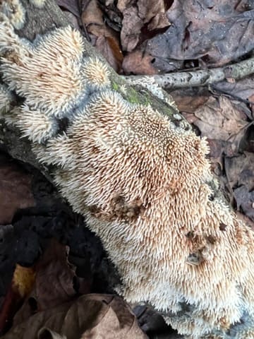Field Notes #3: Becoming Fungal