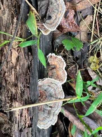 Field Notes #3: Becoming Fungal