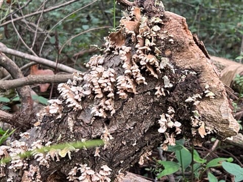 Field Notes #3: Becoming Fungal