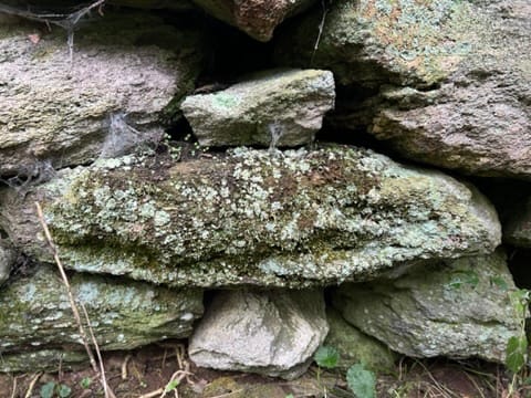Field Notes #3: Becoming Fungal
