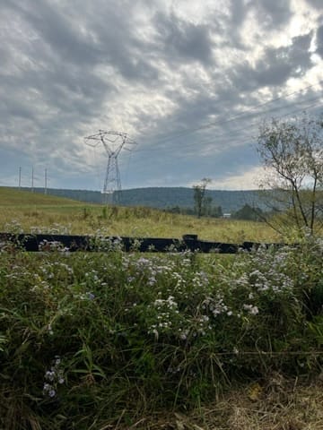 Field Notes #3: Becoming Fungal