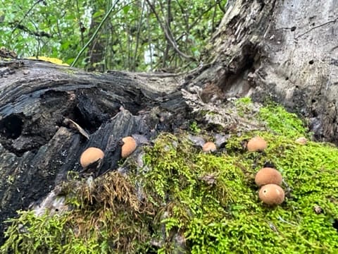 Field Notes #3: Becoming Fungal