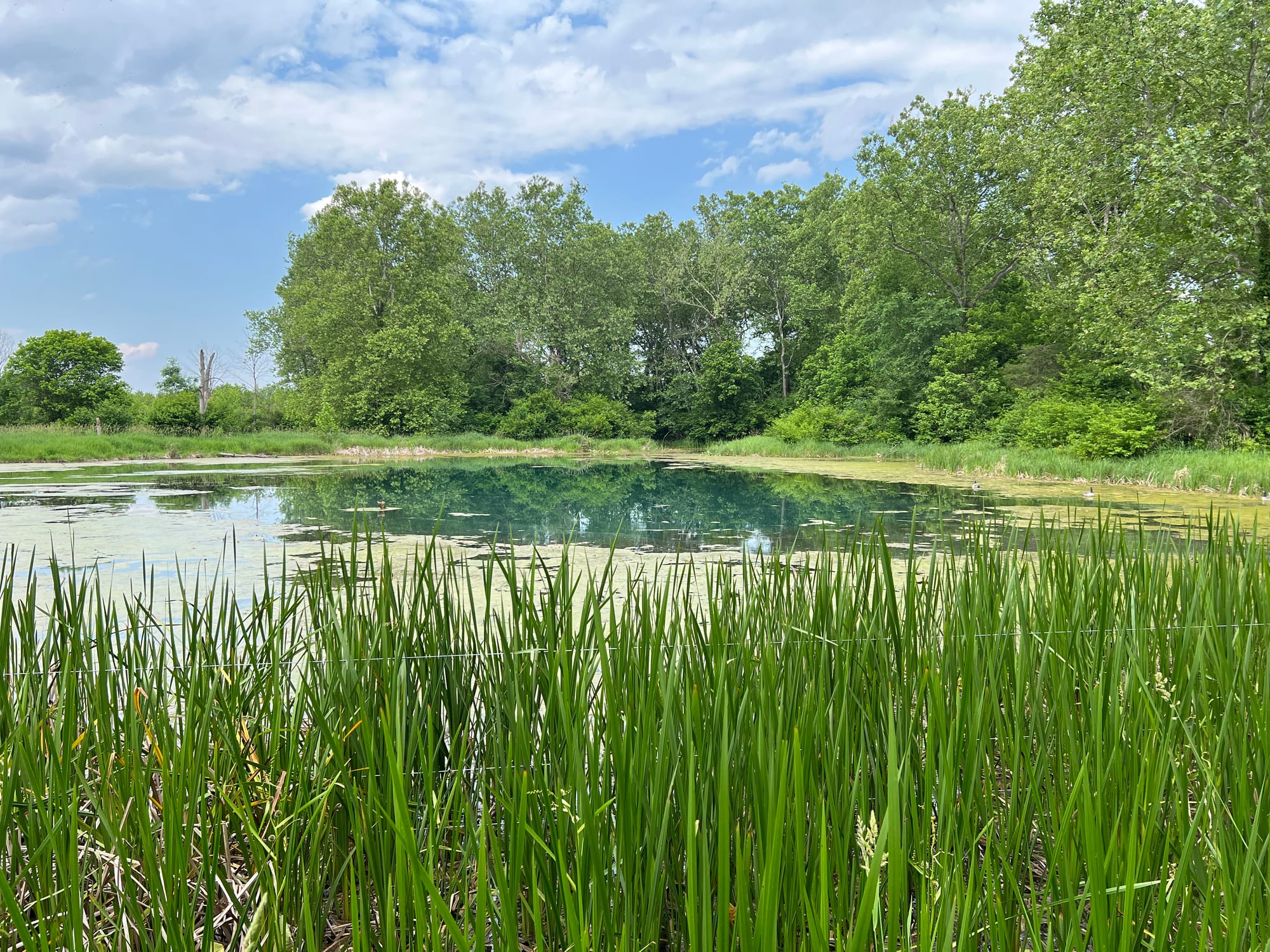 Field Notes #7: People Singing