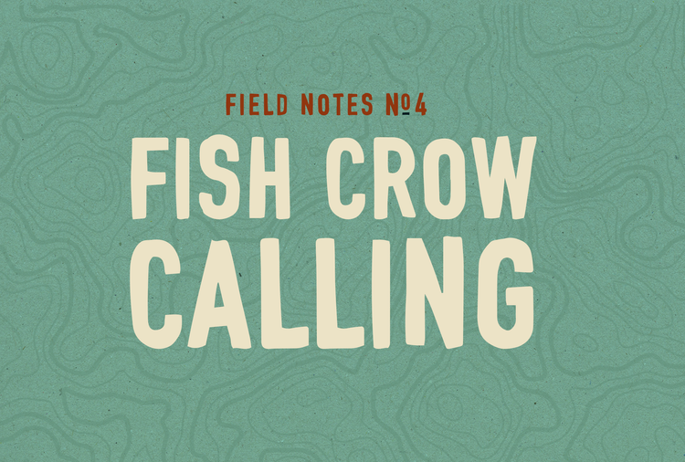 Field Notes #4: Fish Crow Calling