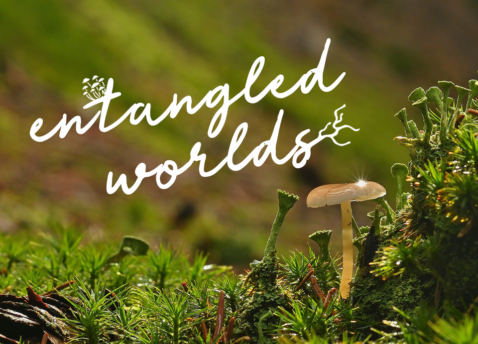 Welcome to Entangled Worlds