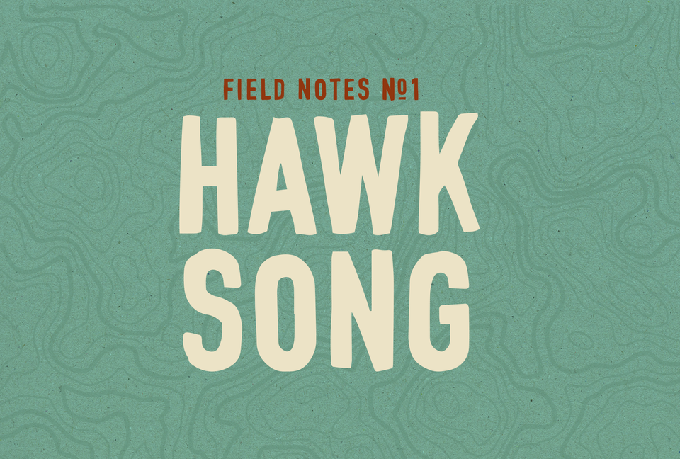 Field Notes #1: Hawk Song