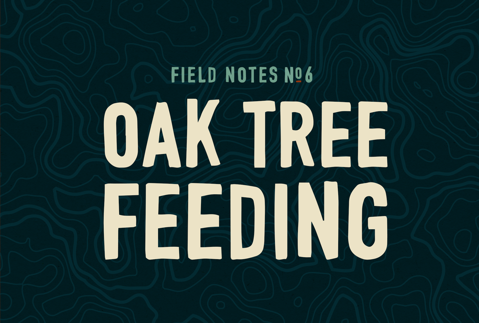 Field Notes #6: Oak Tree Feeding