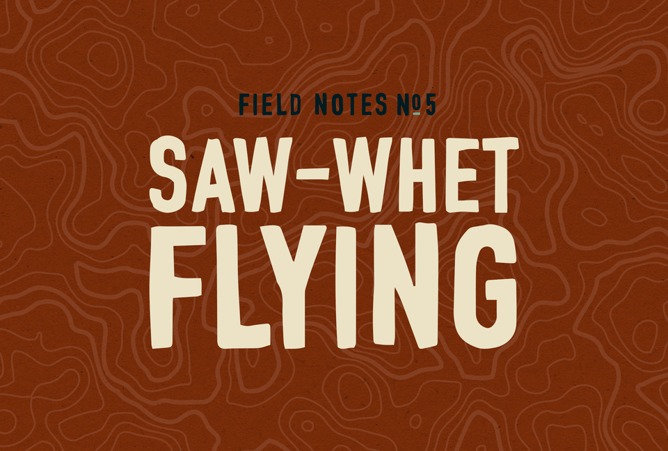 Field Notes #5: Saw-whet Flying